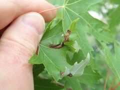 Aureobasidium apocryptum