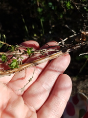 Cliffortia polygonifolia