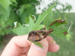 Aureobasidium apocryptum