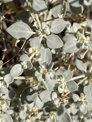 Tidestromia suffruticosa