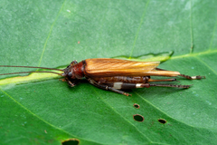 Mnesibulus bicolor