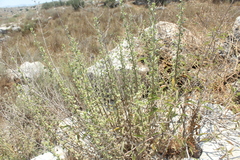 Chiliadenus iphionoides
