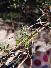 Cliffortia polygonifolia