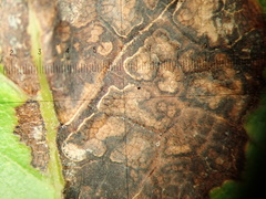 Aureobasidium apocryptum