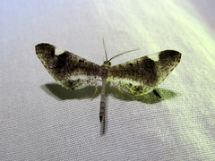 Macrosoma heliconiaria