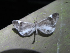 Macrosoma heliconiaria