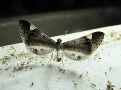 Macrosoma heliconiaria