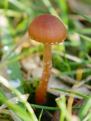 Galerina pumila