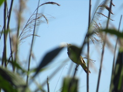 Acrocephalus arundinaceus