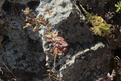 Hypericum lanuginosum