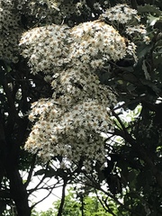 Olearia ilicifolia