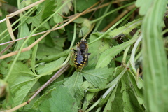 Anthidium manicatum
