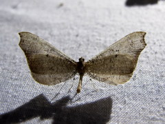 Image of Macrosoma rubedinaria