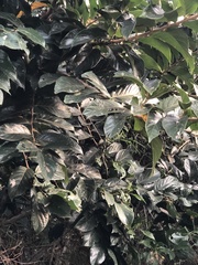 Antidesma venosum