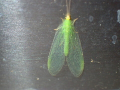 Pseudomallada flavifrons