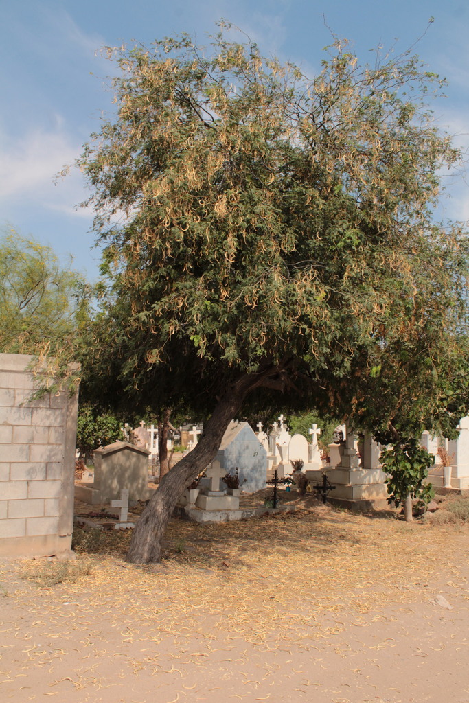 Prosopis yaquiana R.A.Palacios