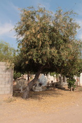 Prosopis yaquiana
