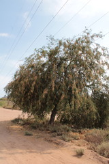 Prosopis yaquiana