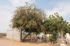 Prosopis yaquiana