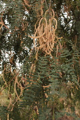 Prosopis yaquiana