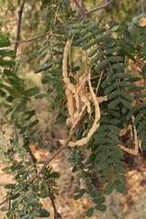 Prosopis yaquiana