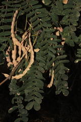 Prosopis yaquiana