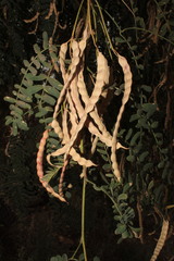 Prosopis yaquiana