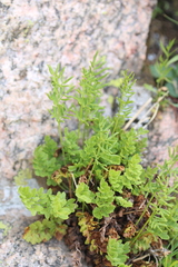 Cryptogramma acrostichoides