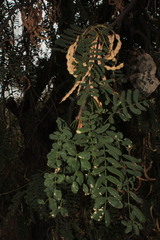 Prosopis yaquiana