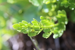 Cryptogramma acrostichoides