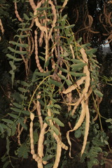 Prosopis yaquiana