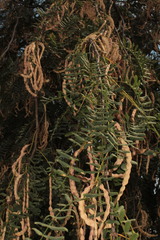 Prosopis yaquiana