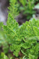 Cryptogramma acrostichoides