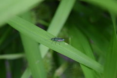 Oedemera nobilis