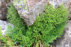 Cryptogramma acrostichoides
