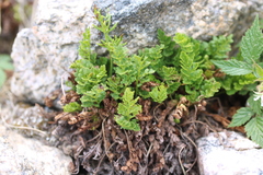 Cryptogramma acrostichoides