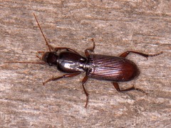Stenomorphus