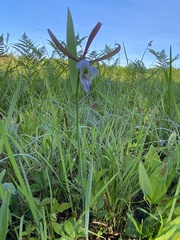 Cleistesiopsis bifaria
