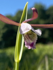 Cleistesiopsis bifaria
