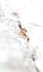 Tetramorium lanuginosum