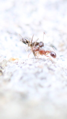 Tetramorium lanuginosum