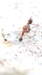 Tetramorium lanuginosum