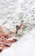Tetramorium lanuginosum