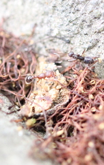 Tetramorium lanuginosum