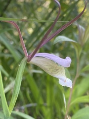 Cleistesiopsis bifaria