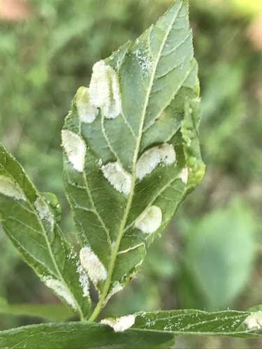 box elder pouch gall mite