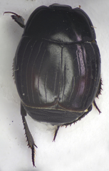 Margarinotus purpurascens