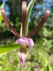 Cleistesiopsis bifaria