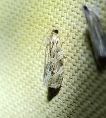 Phaecasiophora confixana