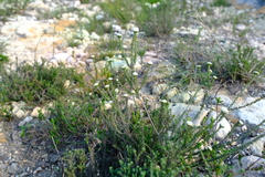 Phylica selaginoides